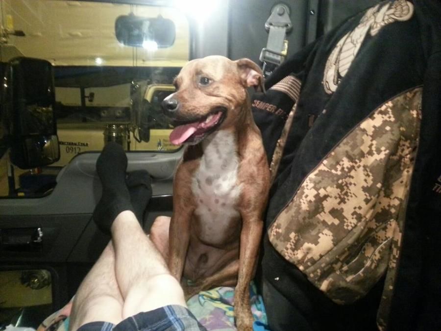 truck driver relaxing in his cab with his pet dog