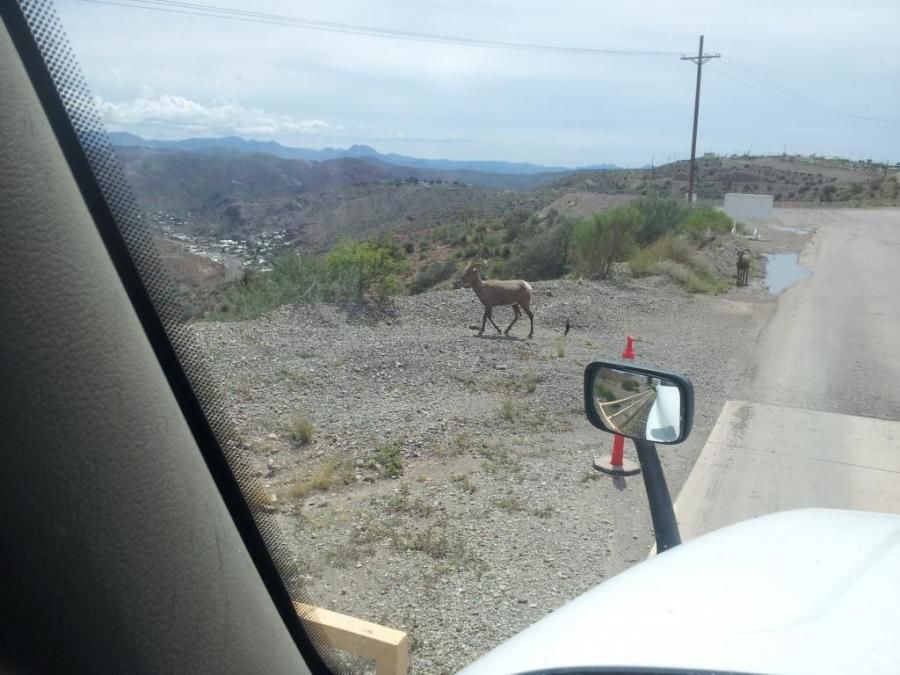 truck drivers picture of mountain goats in AZ