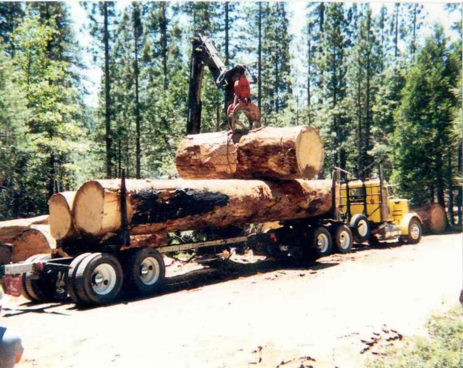 logging truck being loaded with giant logs