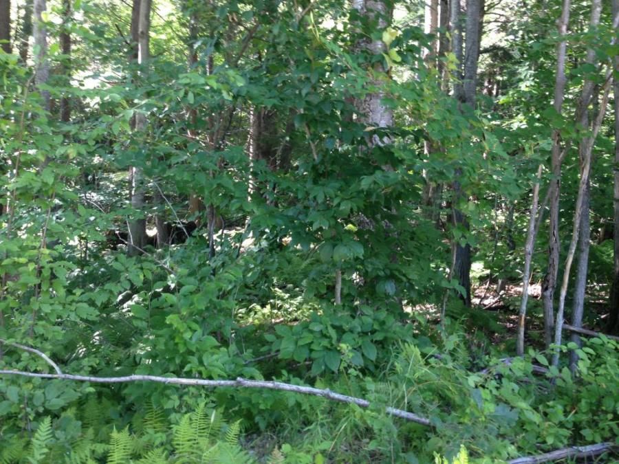 truck driver bike riding through the woods on his down time