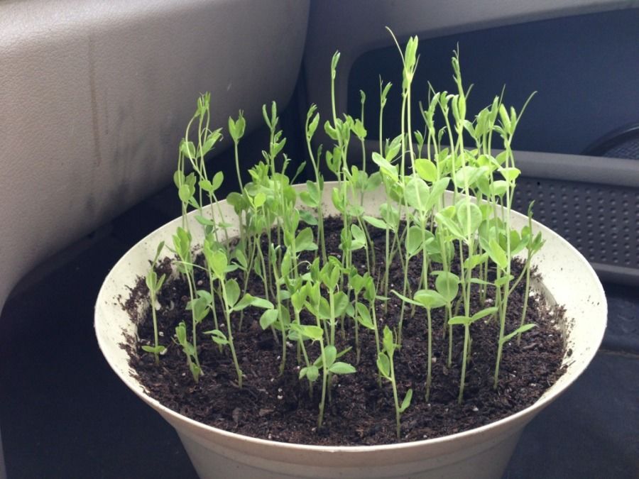 truck driver growing plants in the cab of his truck truck driver growing plants in the cab of his truck