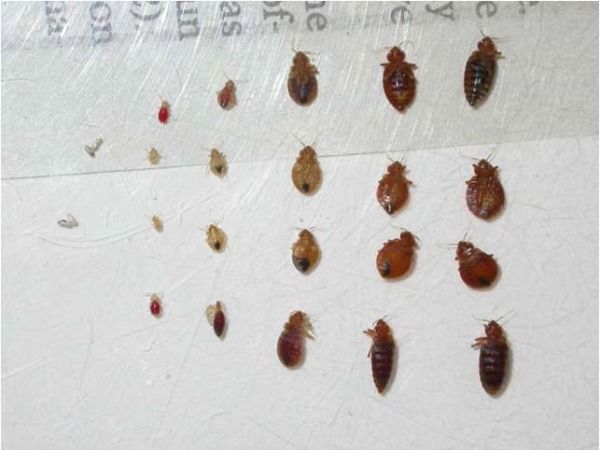 bed_bug_stages-resized-600.jpg?t=1505518784214