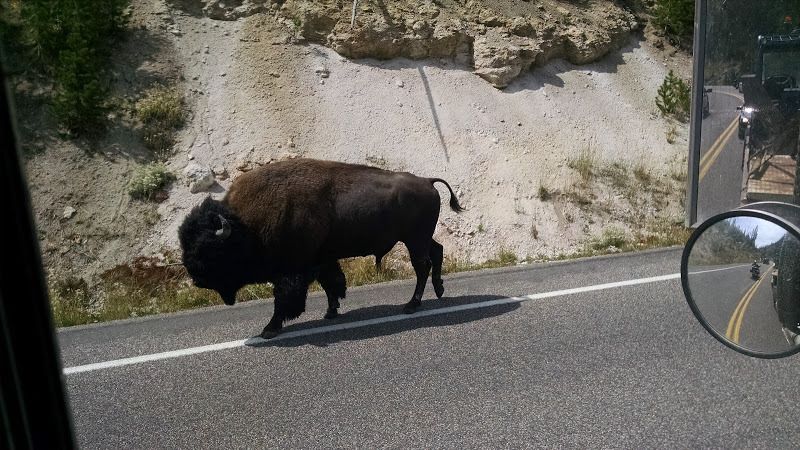 truck drivers scenery pictures of wild buffalo bison walking in the road