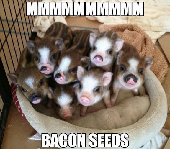 BaconSeeds.jpg