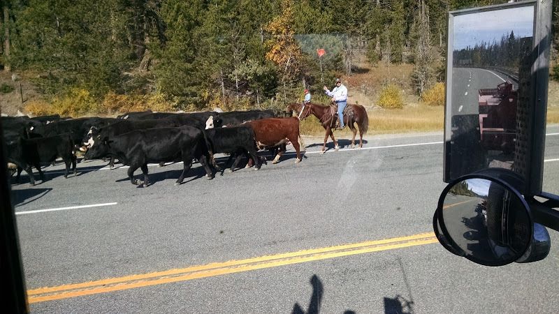 truck driver's scenery picture of rancher driving herding cattle in the road