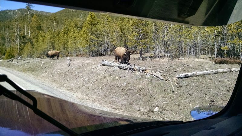 truck drivers scenery pictures of wild buffalo bison grazing by the road