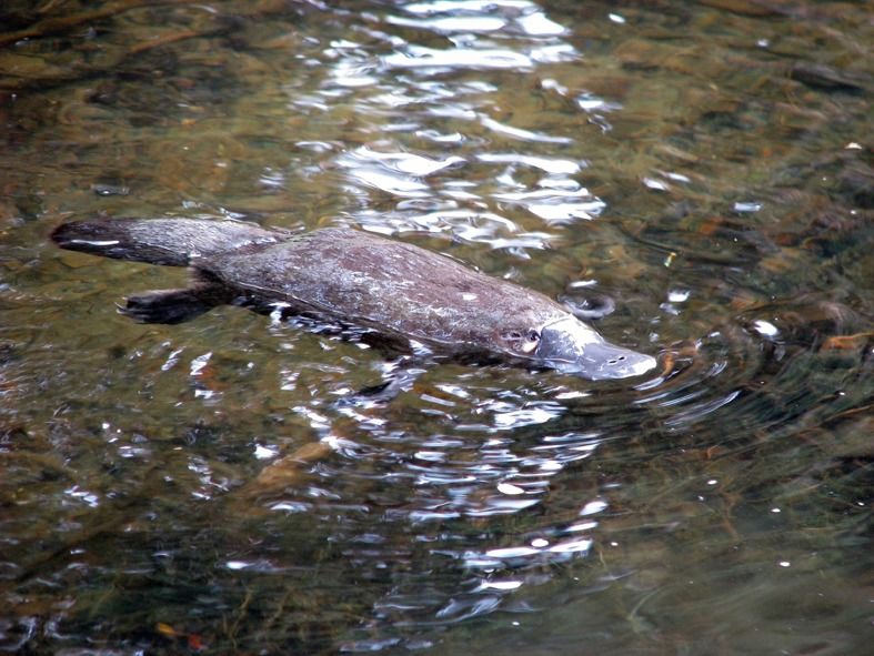 platypus-at-Broken-River.jpg