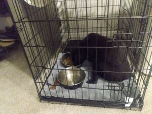 Gustav at 9 weeks