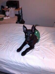 Gustav at 9 weeks