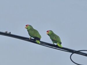 Parrots sitting on a power line.