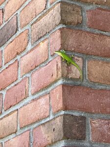 Gecko on watch
