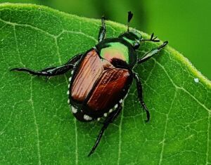 Jap beetle