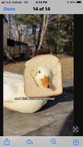 Inbread Duck