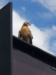 Red tailed hawk Cassvile Missouri 